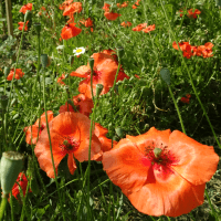 Coquelicot